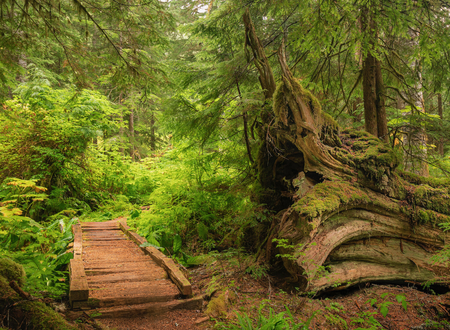 Forest in Washington